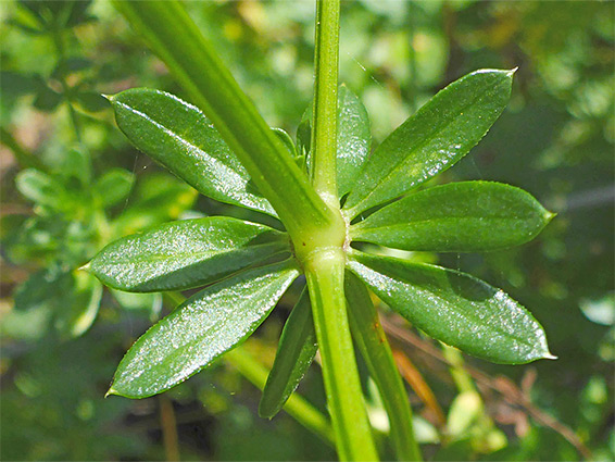 Hairless leaves
