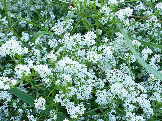 Many white flowers