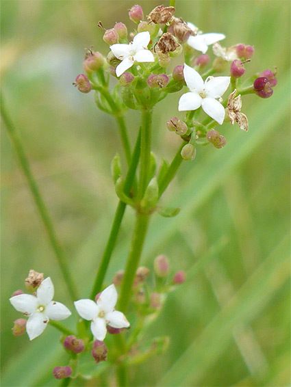 White flowers