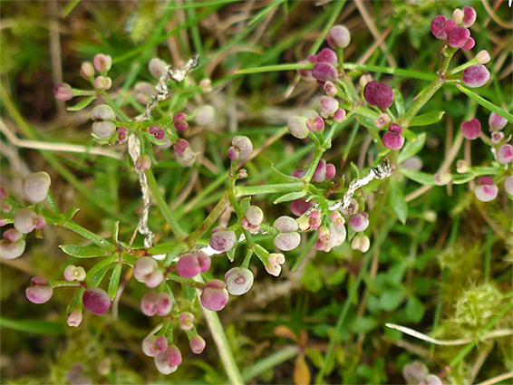 Purplish fruits