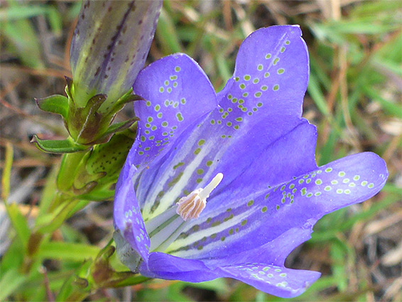 Green-spotted corolla