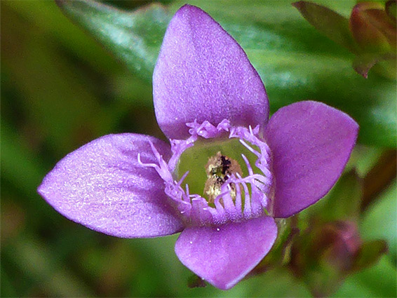 Autumn gentian (gentianella amarella), Ubley Warren, Somerset