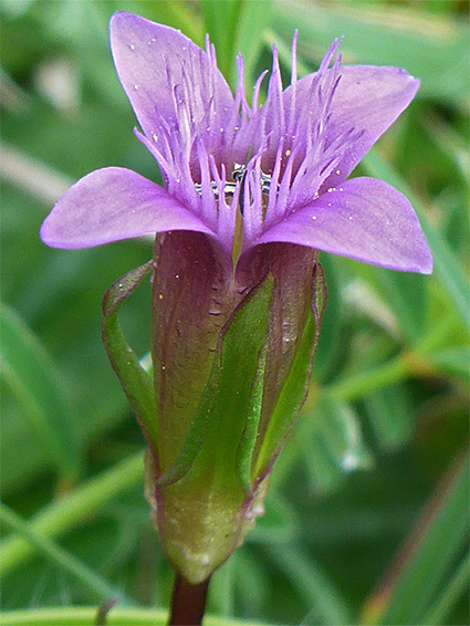 Four-petalled flower