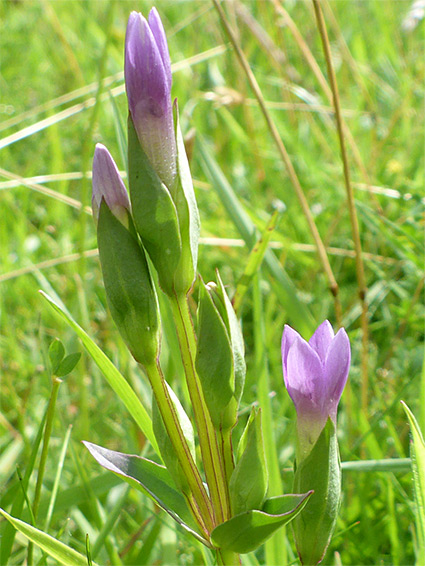 Opening flowers