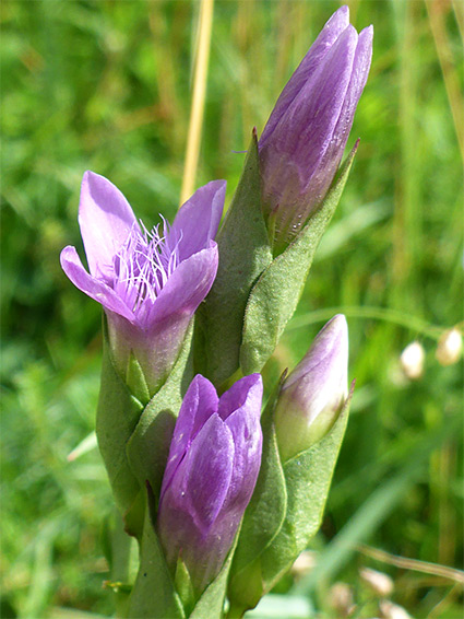 Four flowers