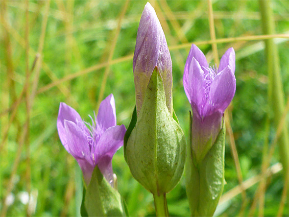 Three flowers