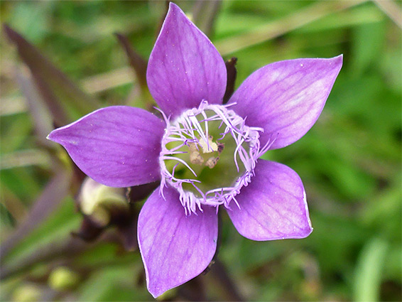 Gentianella germanica (Chiltern gentian), Homefield Wood, Buckinghamshire