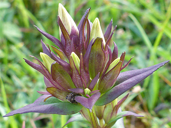 Yellow buds