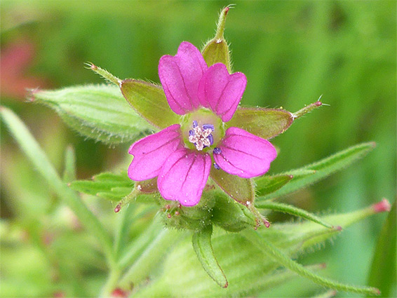 Unevenly-spaced petals