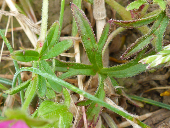 Deeply lobed leaves