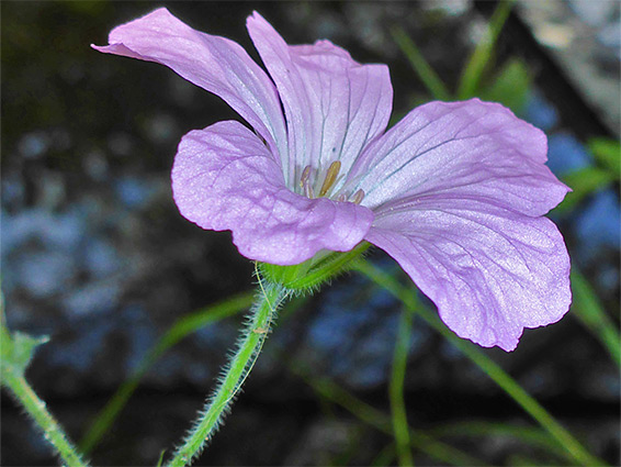 Pale pink flower