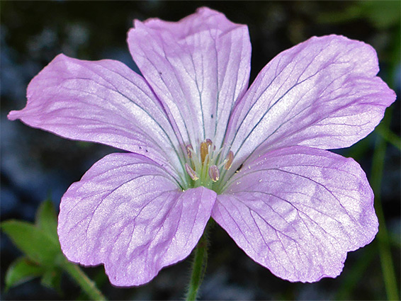 Five-petalled flower