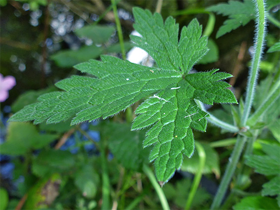 Divided leaf