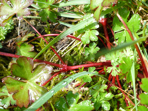 Red stems