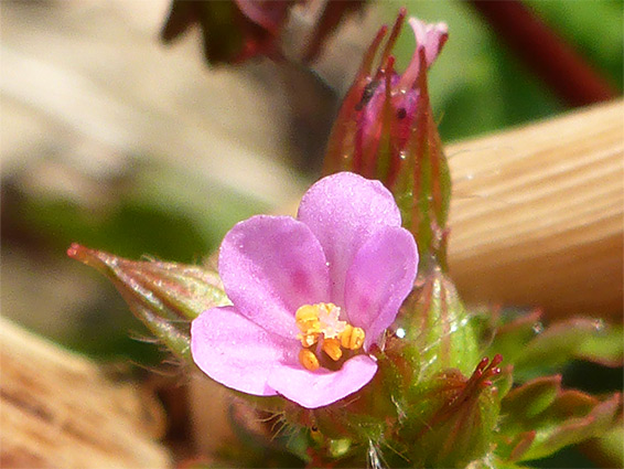 Geranium purpureum (little robin), Avon Gorge, Bristol