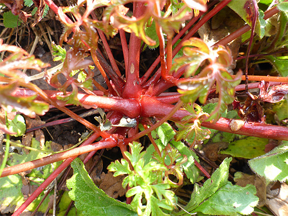 Red stems