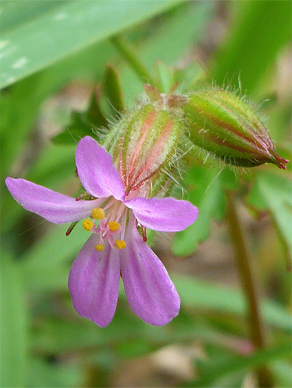 Hairy calyces