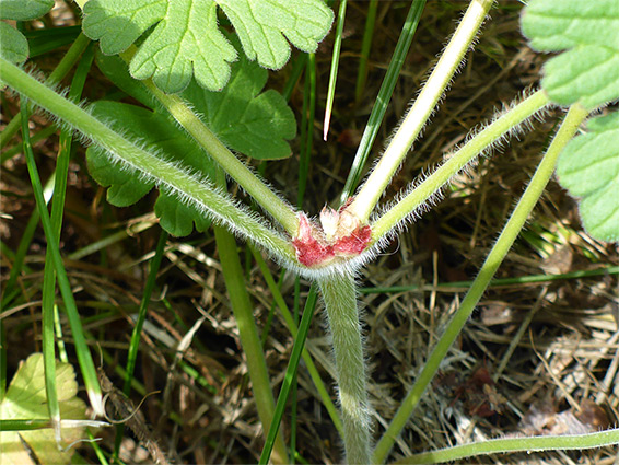 Hairy stem