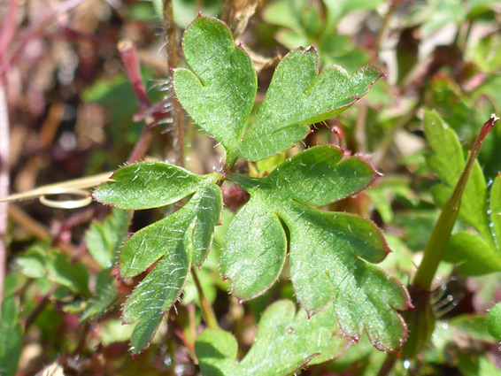 Sparsely-hairy leaf