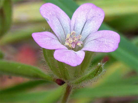 Geranium rotundifolium (round-leaved cranesbill), Lancaut Nature Reserve, Gloucestershire