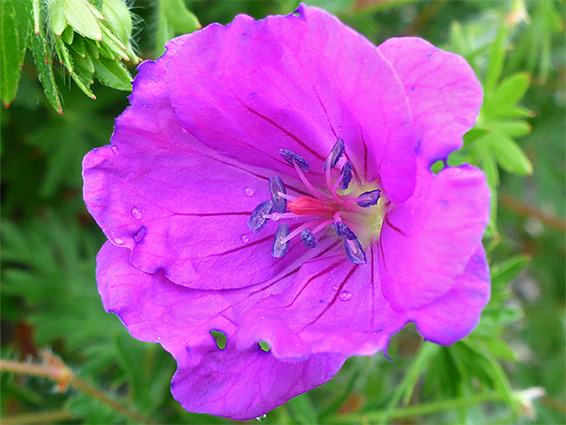 Blue anthers