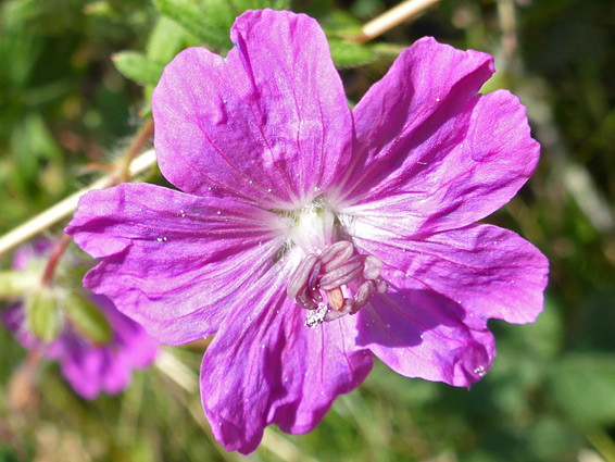 Wrinkled petals