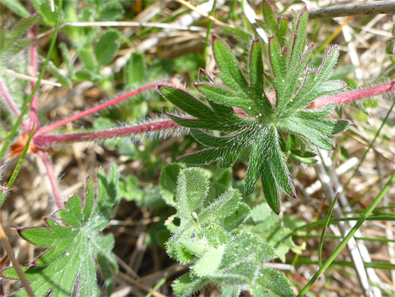 Hairy stems and leaves