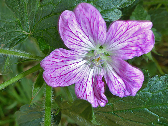 Geranium x oxonianum (Druce's cranesbill), GB Griffy Nature Reserve, Somerset