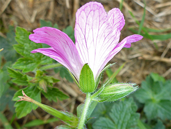 Hairy pedicel and sepals