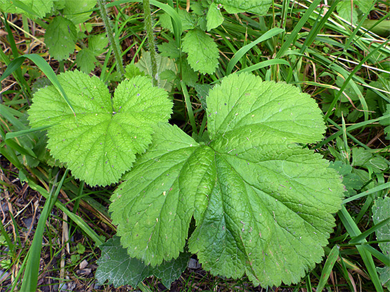 Toothed leaf