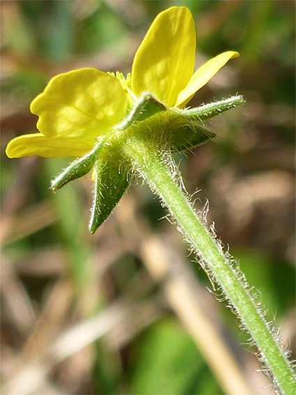 Petals and sepals