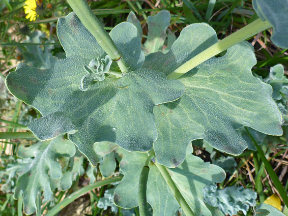 Grey-green leaves