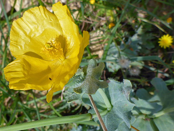 Large yellow flower