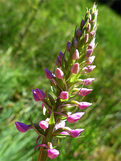 Buds and bracts