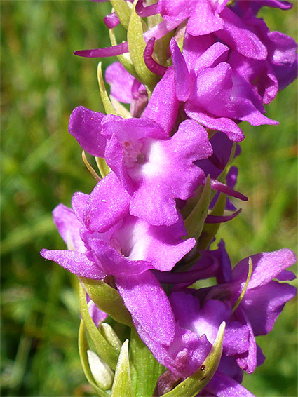 White-centred flowers