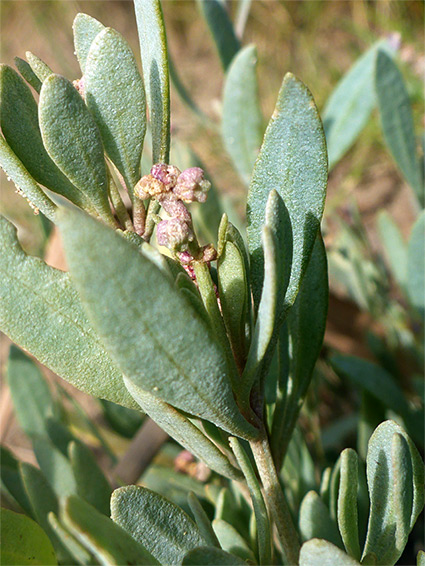 Grey-green leaves