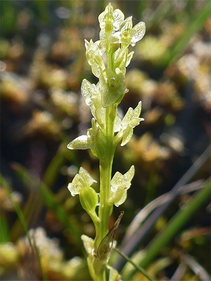 Hammarbya paludosa (bog orchid), Matley Bog, New Forest, Hampshire 