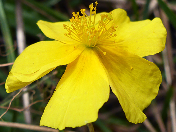 Protruding stamens