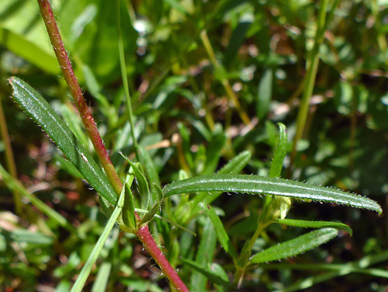 Linear leaves