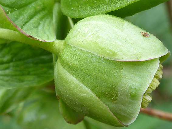 Cup-shaped flower