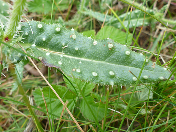 Bristly leaf