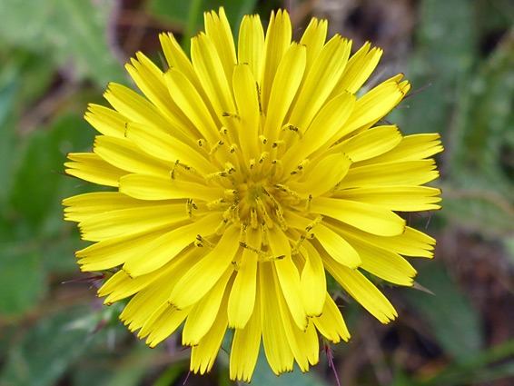 Bristly ox-tongue (helminthotheca echioides), Kilve, Somerset