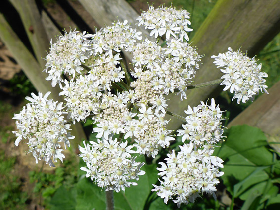 Inflorescence