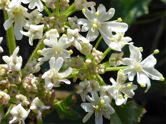 White flowers