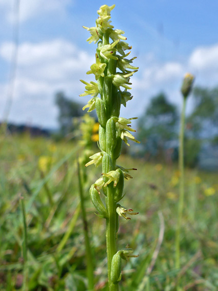 Herminium monorchis (musk orchid), Barrow Wake, Gloucestershire