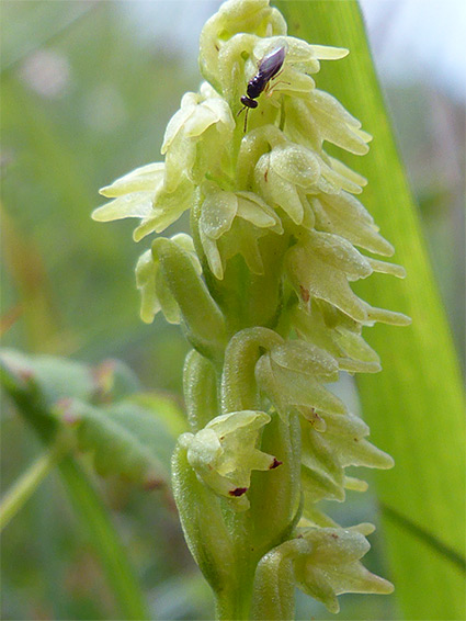 Dense flower cluster