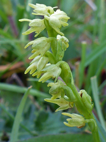 Clustered flowers