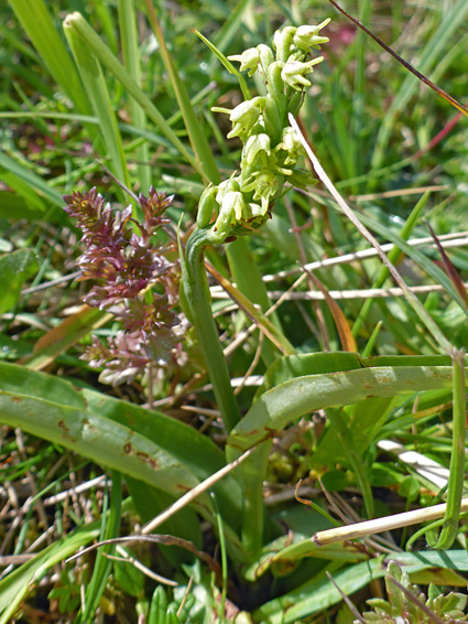 Leaves and flowers