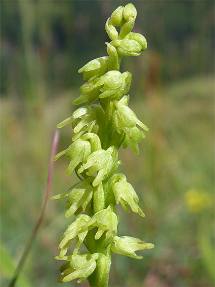 Downwards-pointing flowers