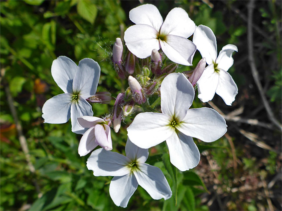 Hesperis matronalis (dame's violet), near Lippets Grove Nature Reserve, Gloucestershire